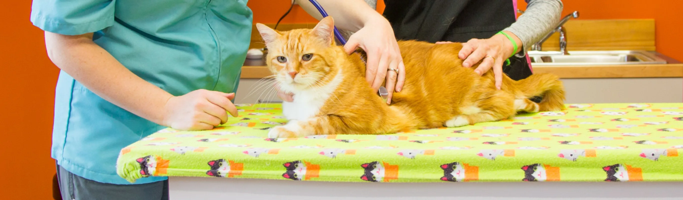 Orange cat being cared for on a yellow table in an orange room